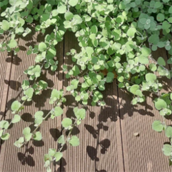 Гелихризум Silver Mist Helichrysum - 3 мдраже /Е12.* 1012