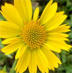 Гайлардия Mesa Yellow - 5 шт  /Д2* 2398 - фото 14775