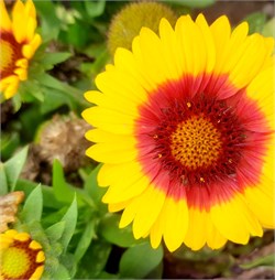 Гайлардия Mesa Bright Bicolor -5 шт /Д2* 2397 - фото 14779