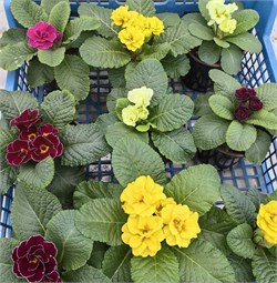 Примула бесстебельная  Данесса микс - 5 семян / Д1.* 5891