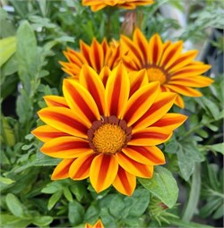Гацания Биг Кисс Yellow Flame-5шт  /Е1* 298 - фото 14797