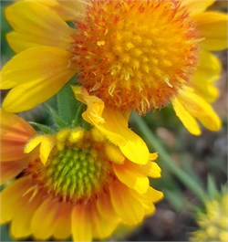 Гайлардия Аризона Gaillardia Arizona Apricot-5шт  /Д2* 552 - фото 14823