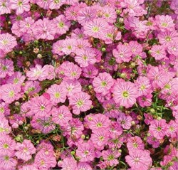 Гипсофила Gypsy Deep rose - 5 мдраже  /Д1 5255 - фото 14833