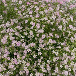 Гипсофила Gypsy Pink - 20 семян  /Д1 1463 - фото 14836