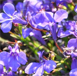 Лобелия Ривьера Lilac-10мдраже /Г8.* 1265