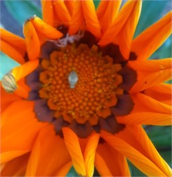 Гацания Кисс Frosty orange-5шт   /Е3.* 1534 Гацания Кисс Frosty orange-5шт   /Е3.* 1534