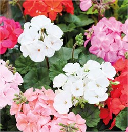 Пеларгония зональная NANO смесь  - 4шт  /Г10. 5624 Пеларгония зональная NANO смесь  - 4шт  /Г10. 5624