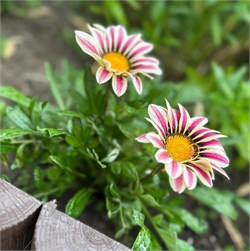 Гацания Биг Кисс White Flame-5шт  /Е1* 305