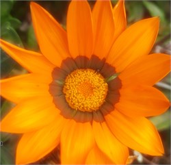 Гацания Биг Кисс Orange-5шт  /Е1.* 4058 - фото 14914