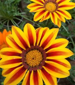 Гацания Кисс Flame Mix-5шт  /Е1* 247 - фото 14917