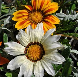 Гацания Кисс Frosty White-5шт   /Е3* 1235 - фото 14949