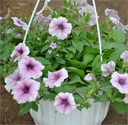 Петуния ампельная Шок Вэйв pink vein -5 драже/Б2.* 211