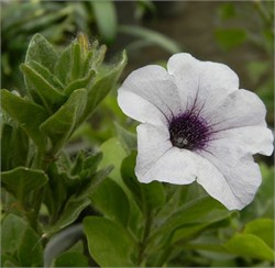 Петуния ампельная F1 EASY WAVE silver - 5драже /Б3.* 1505