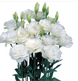 Лизиантус (Эустома) F1 Мариарчи 2 Пур вайт -5 драже /Э10. 5889