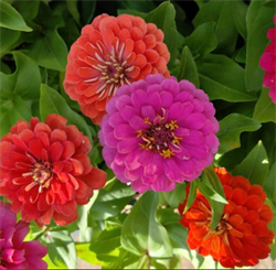 Цинния изящная Dreamland Mix-5 шт/В2.* 2725 Цинния изящная Dreamland Mix-5 шт/В2.* 2725