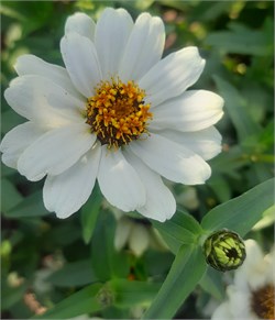 Цинния изящная Profusion white - 5 шт  /В1.* 1374 Цинния изящная Profusion white - 5 шт  /В1.* 1374