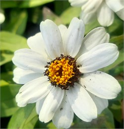 Цинния изящная Profusion white - 5 шт  /В1.* 1374