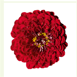 Цинния БЕНАРИ ГИГАНТ дип ред - 10 шт/В3. 1944