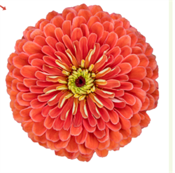 Цинния БЕНАРИ ГИГАНТ Salmon rose -10 шт/В3 4293 - фото 15008