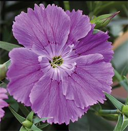 Гвоздика китайская Diana F1 blueberry -5шт   /Е5. 1183