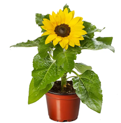 Подсолнечник  низкорослый SUNSATION Yellow Spirit- 5 сем  /Д11. 4866