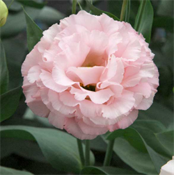 Эустома (Лизиантус) F1 Corelli 1 Peach Ice - 5драже /Э7. 5930 - фото 15033