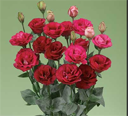 Эустома супермахровая Крома III Red -5 драже /Э6. 4472