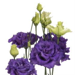 Эустома(Лизиантус)  АЛИССА 2Синий - 5 драже /Э9.* 4426