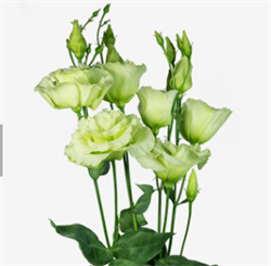 Эустома(Лизиантус)  АЛИССА 2 зеленый - 5 драже /Э9. 4428