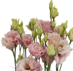 Эустома(Лизиантус)  АЛИССА 2 Светло-розовый - 5 драже /Э9. 5019 Эустома(Лизиантус)  АЛИССА 2 Светло-розовый - 5 драже /Э9. 5019