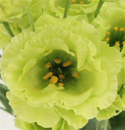 Эустома(Лизиантус) Rosanne 2 Green - 5 драже  /Э5. 4457