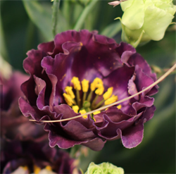Эустома(Лизиантус) Rosanne 1 Black Pearl - 5 драже  /Э5 4852 - фото 15069