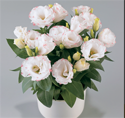 Лизиантус (Эустома) F1 Рози розе пикоти - 5драже /Э4.* 4094