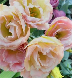 Эустома(Лизиантус)  АЛИССА 2 Шампань - 5 драже /Э9.* 4427