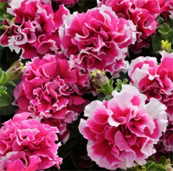 Петуния махровая  крупноцветковая F1 Пируэт Роуз -10сем /Б6. 185