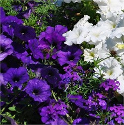 Петуния ампельная F1  EASY WAVE Blue-5драже /Б3.* 187