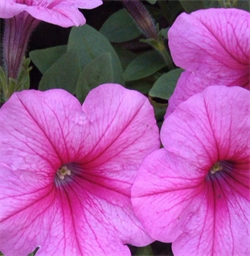 Петуния ампельная F1 EASY WAVE pink passion-5драже /Б3.* 1506 Петуния ампельная F1 EASY WAVE pink passion-5драже /Б3.* 1506
