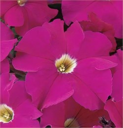 Петуния крупноцветковая DREAMS F1 Neon rose-10шт/A11 1150 - фото 15120