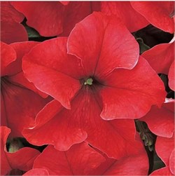 Петуния крупноцветковая DREAMS F1 Red-10драже/A11. 1152