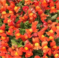 Львиный зев ампельный Candy Showers Оранж -10 семян  /Д6. 1303