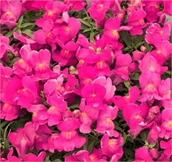 Львиный зев ампельный Candy Showers розовый - 10 семян /Д6 1307