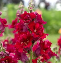 Львиный зев Madame Butterfly Red - 10 шт  /Д4. 4746