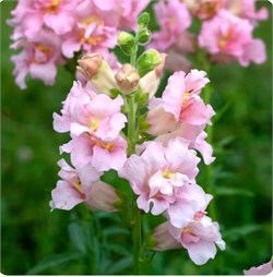 Львиный зев Madame Butterfly Pink - 10 шт /Д4. 4745