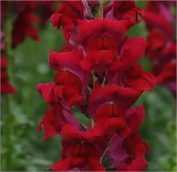 Львиный зев Потомак красный -10 шт  /Д6. 4706