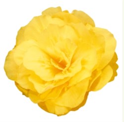 Бегония Нонстоп Мокка желтая - 5драже /В10. 541