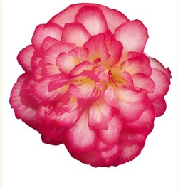 Бегония Нонстоп Joy Rose Picotee -5 драже  /В12 5131 - фото 15182