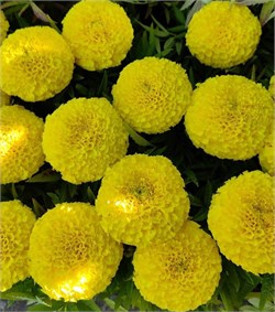 Тагетес Тайшан yellow  -10шт /В6.* 2622