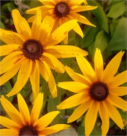 Рудбекия фульгида  Goldsturm - 5 шт /Г15.* 5293