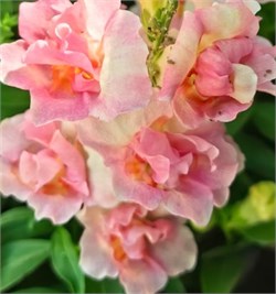 Львиный зев  Твинни яблоневый цвет - 10шт  /Д5.* 1106