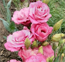 Эустома (Лизиантус) РОЗИТА 2 пинк-5 драже /Э2.* 2043